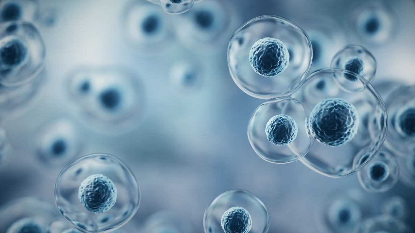 A macro microscopic view of a vibrant culture of living biological cells.