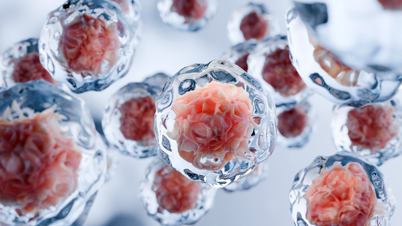Reporter Cell Lines 3D scientific rendering showing multiple biological cells with textured pink nuclei in a sterile laboratory aesthetic.
