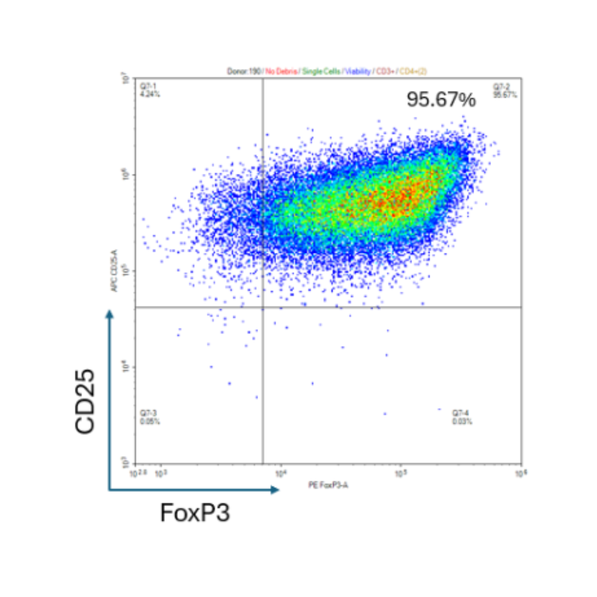 Scatter plot graph with CD25 and FoxP3 on a white background