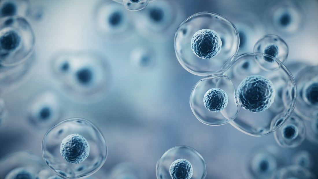 IndEx‑2 Cell Lines, Reporter Cell lines & Immune Cell Banks.